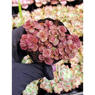 Siêu giảm giá sen đá Sedum huyết rồng mới szie bầu
