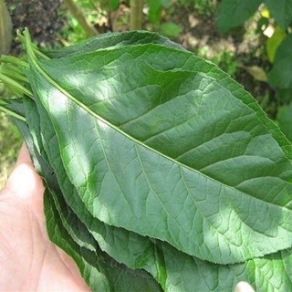 200g lá mật gấu tươi