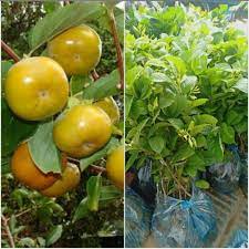 CÂY GIỐNG HỒNG GIÒN KHÔNG HẠT GHÉP SIÊU SỚM
