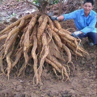 [Shop_huan_hoa_hong]BẦU SẮN DÂY GIỐNG