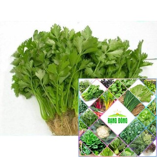Gói 5 gr hạt giống rau mùi ta ( rau ngòi rí) HAT F1