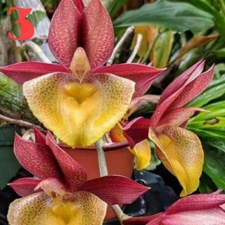 HOA LAN THIÊN NGA GIỐNG