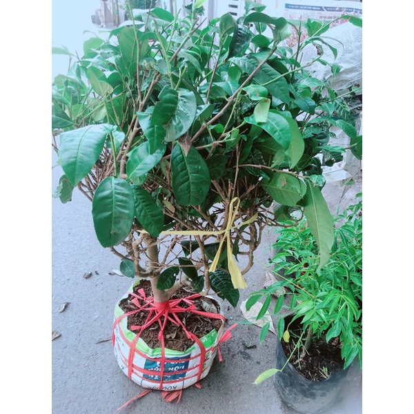 Cây Trà Xanh Lớn