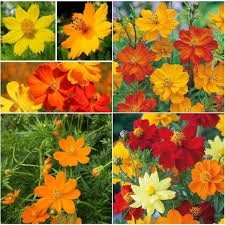 100 hạt giống  hoa cúc sao nháy vàng cam  PHÚ ĐIỀN