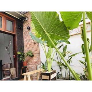Cây ráy voi khoảng 1m