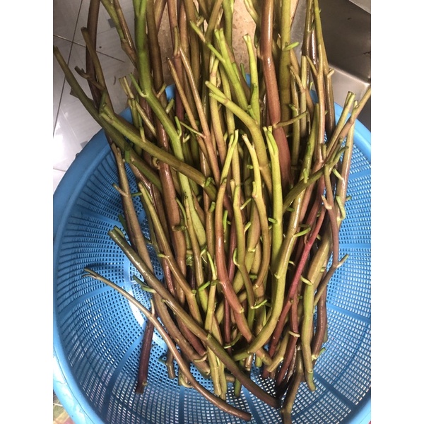 DƯA RAU MUỐNG ĐỒNG CHUA NGỌT SIÊU NGON 1kg/hủ