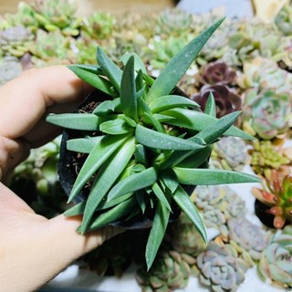 SEN ĐÁ CỎ NGỌC |SIZE BẦU| lỗi 1 đổi 1