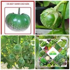 50 hạt giống quả cà bát xanh da ếch