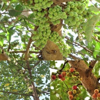 Cây sung nếp giống ăn quả và lá