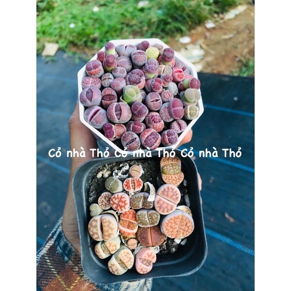 sen mông-thạch lan-lithop (đẹp-rẻ)