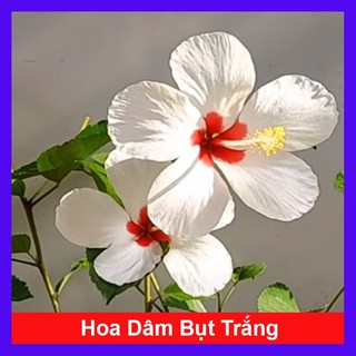 Cây Hoa Dâm Bụt Trắng - Cây cảnh sân vườn