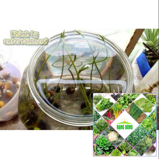 Gói 5 hạt giống sen nhật mini 5 màu