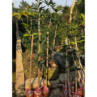 Cây mộc hương thoát thân cao 1m2 (ảnh thật)