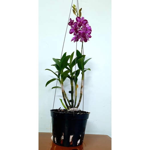 Chậu nhưa trồng lan phi 14cm