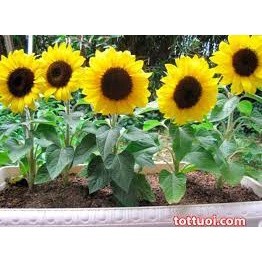Hạt Giống Hoa Hướng Dương Lùn - 15 hạt