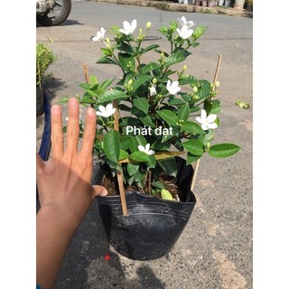 Chậu mai chỉ thiên