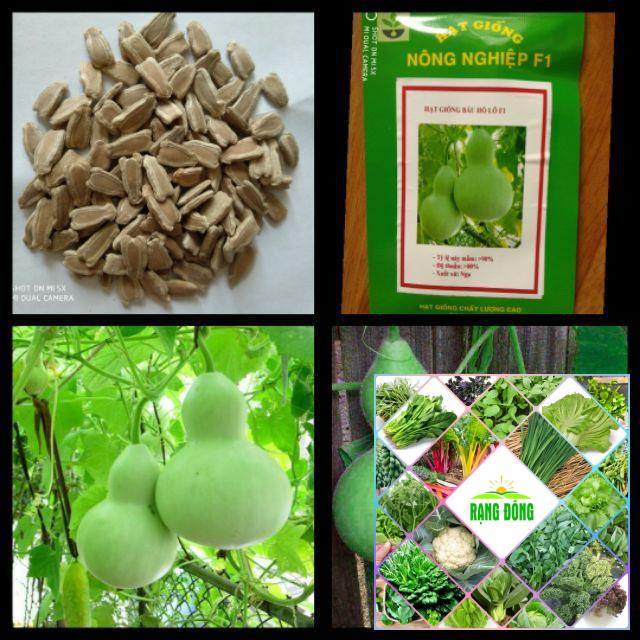 Hạt giống bầu hồ lô 5 hạt