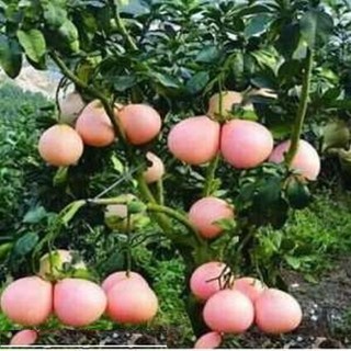 Giống Bưởi Đỏ Phúc Kiến ( cây xanh ngọc lan 47)
