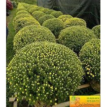 200 hạt giống hoa cúc mâm xôi vàng TRỢ GIÁ