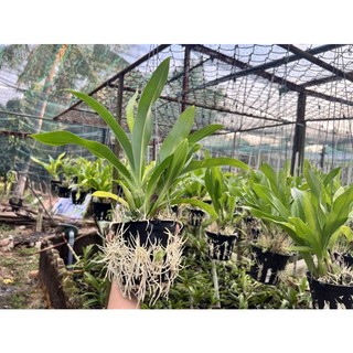 Hoàng Hậu Xanh cây trung chậu F12 thuần than củi