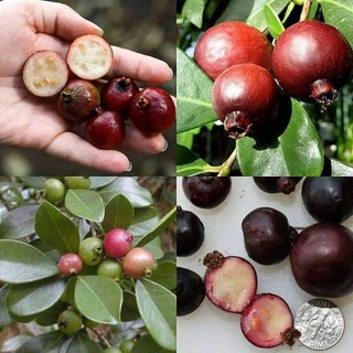 Cây Giống Ổi Sim Nhật ( Ổi Sẻ Rừng) ( giao nhanh có bảo hành )