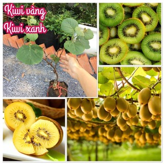 CÂY GIỐNG KIWI RUỘT XANH,ĐỎ,VÀNG