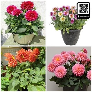 hạt giống hoa thược dược lùn 50 hạt