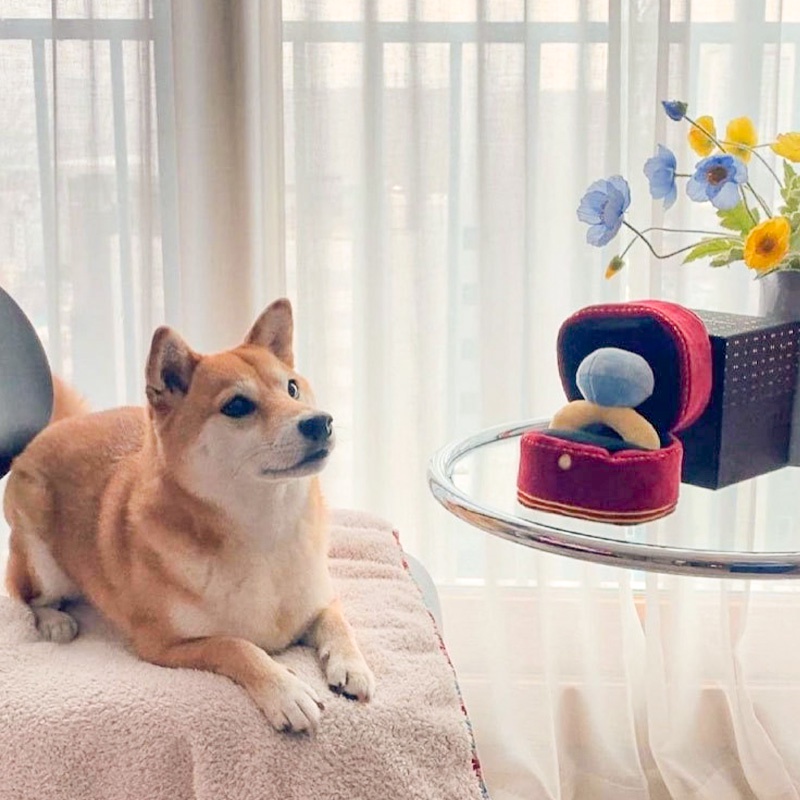 HamshMoc Đồ Chơi Thảm Lông Nhung Mềm Mại Giải Tỏa Căng Thẳng IQ Hình Bàn Tay Hỗ Trợ Huấn Luyện Cún Cưng