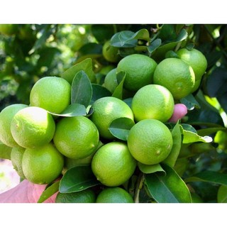 Cây giống Chanh Giấy Limca (chuẩn giống - siêu sớm trái) ( giao nhanh có bảo hành )