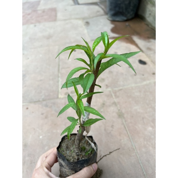 Đào Bích,Đào Phai( cây giống) 20-25cm