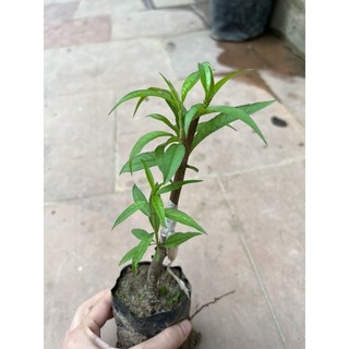 Đào bích,đào phai 20-25cm