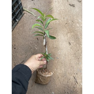 Đào bạch, đào thất thốn, đào bích và đào phai