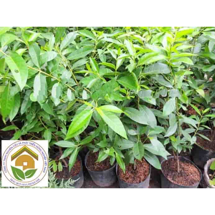 Combo 10 cây Vối giống. (frEEship Xtra Plus+)