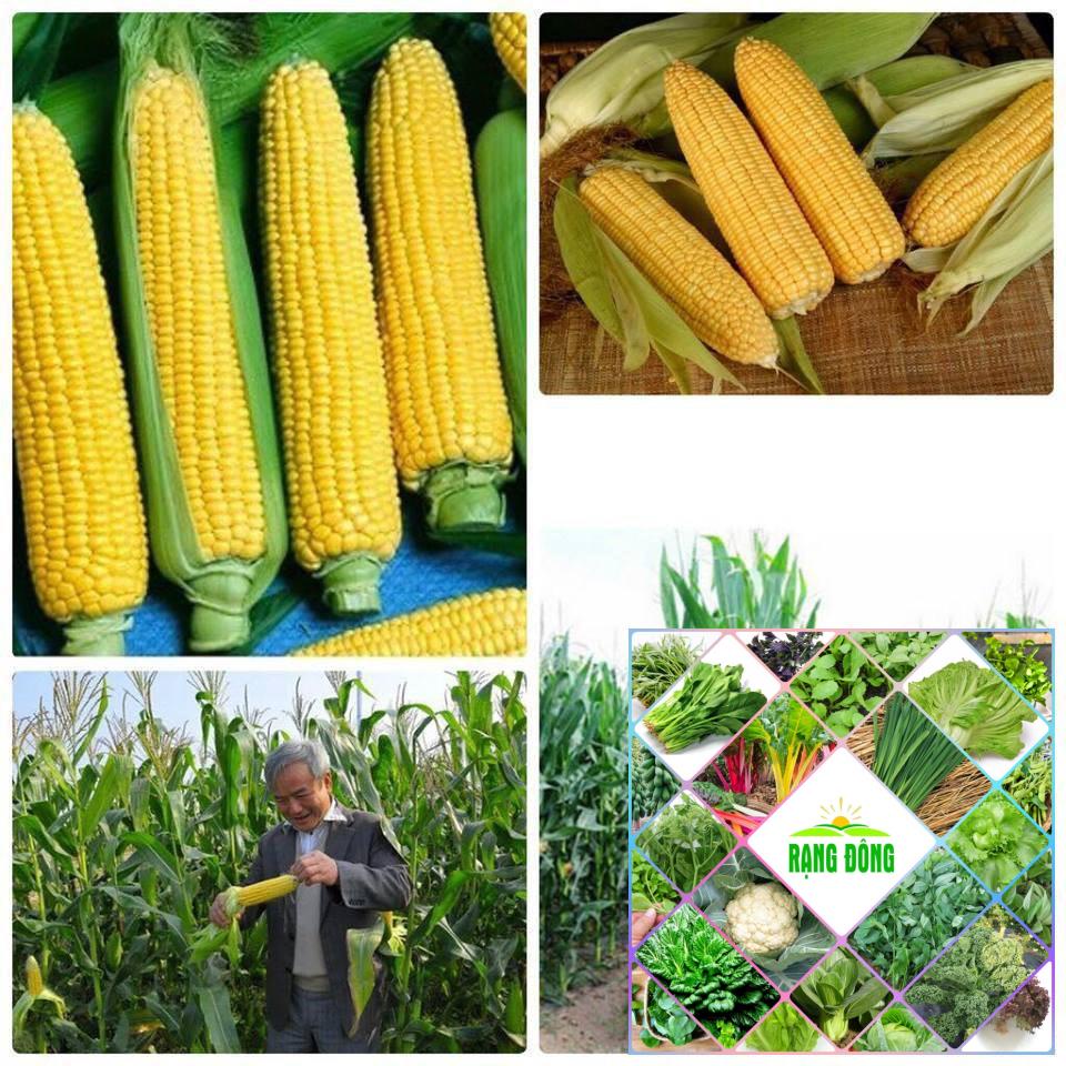 30 Hạt giống ngô ngọt