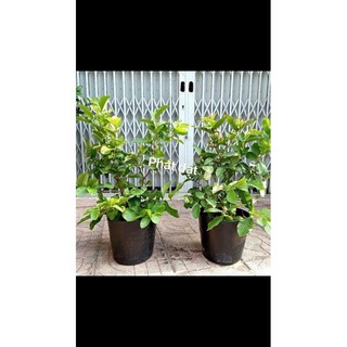 Ổi nữ hoàng đang trái