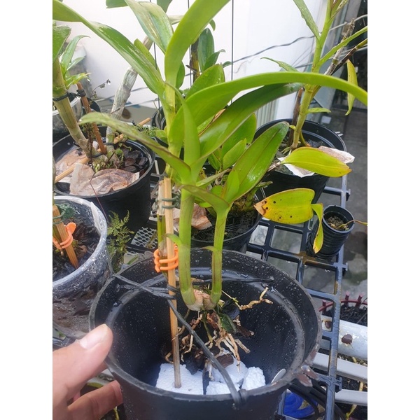 Chậu nhưa trồng lan phi 14cm