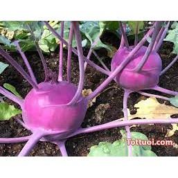 Gói 200 hạt giống su hào tím