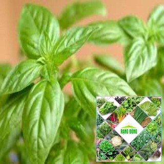 gói 200 hạt giống húng thơm