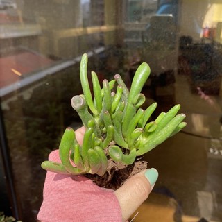 Sen Đá Ống Điếu Mini ( 3-4cm ) *Đơn 80k : 14h->21h có quà tặng ạ