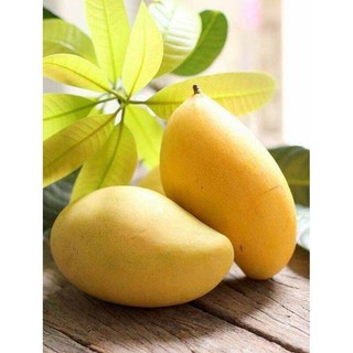 Cây giống xoài cát hòa lộc cao hơn 1m.