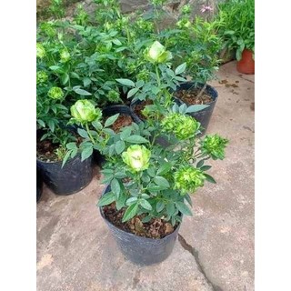 Cây hoa hồng xanh đang ra hoa, cây khỏe, cây dễ chăm sóc