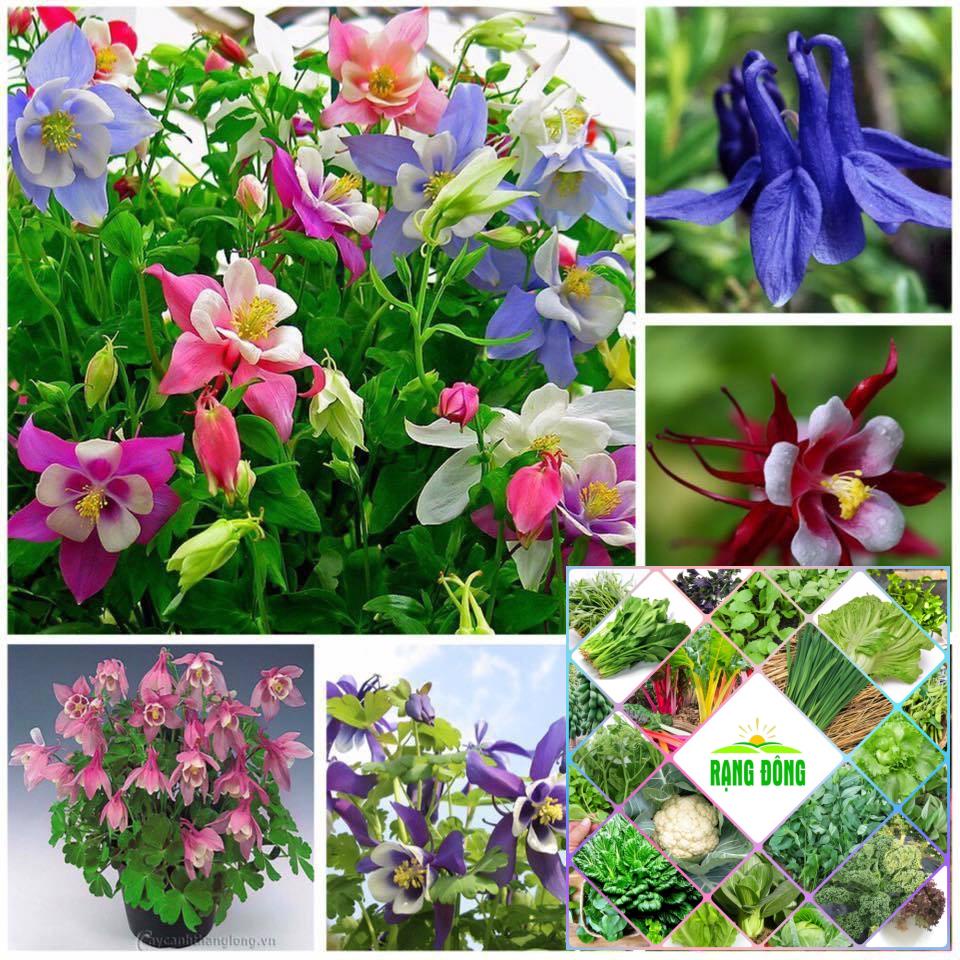 Gói 100 hạt giống cỏ bồ câu ( hoa lan chuông)