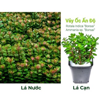 1 NGỌN Vảy Ốc Ấn Độ  Lá Cạn/Lá Nước - Cây Cắt Cắm - Cây Thủy Sinh