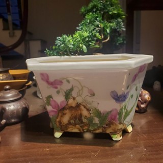 Chậu trồng cây bonsai