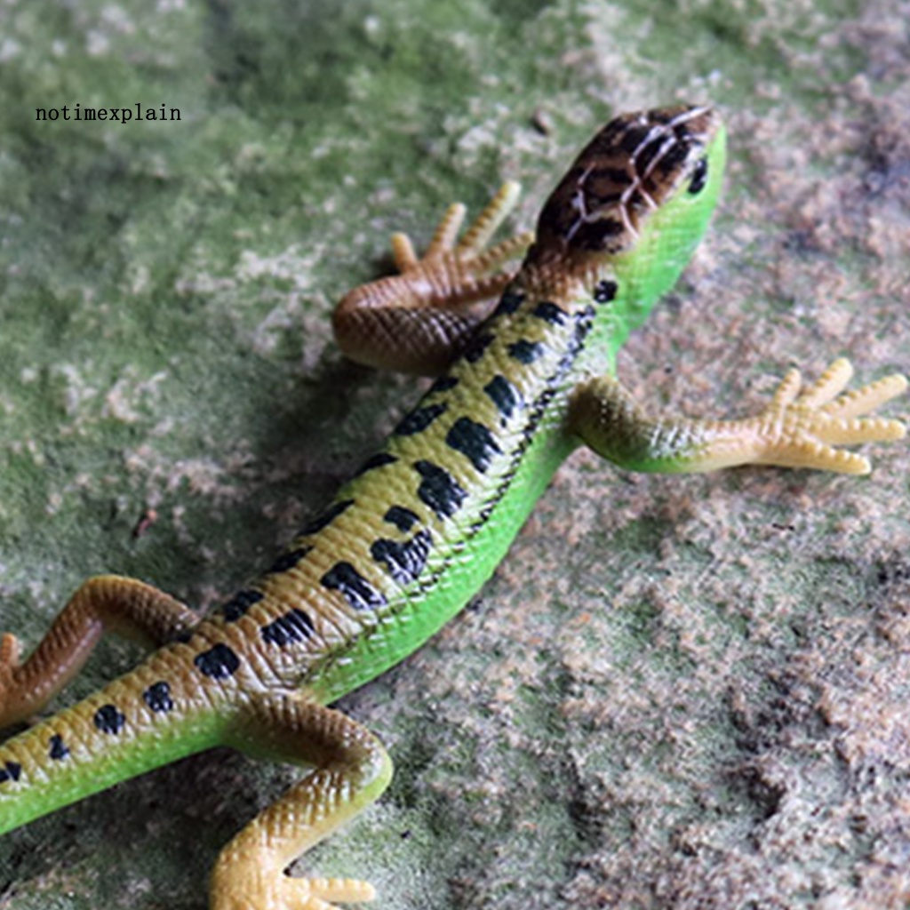 Thằn Lằn Giả Nhiều Màu Trang Trí Nhà Cửa