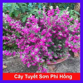 Cây Tuyết Sơn Phi Hồng - Cây cảnh sân vườn - caykiengsadec + Tặng phân bón cho cây mau lớn