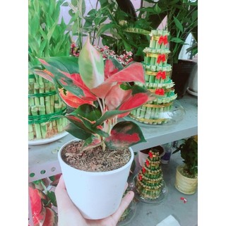 Chậu Cây Phú Quý Đỏ