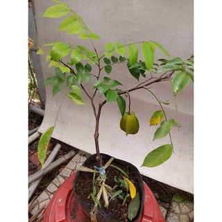 GIỐNG CÂY KHẾ NGỌT THÁI LAN ( GIỐNG MỚI - CHUẨN GIỐNG) (có bảo hành được khiểm hàng)
