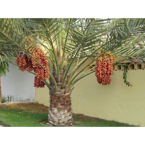 cây giống Chà Là Khasab ( cây xanh ngọc lan 47)