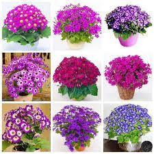 Hạt Giống Hoa Cúc Lọ Lem - 50 hạt